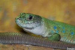 Miejski Ogród Zoologiczny we Wrocławiu