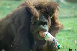 Zoo d'Amnéville