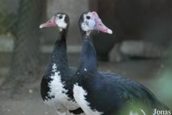 Miejski Ogród Zoologiczny we Wrocławiu