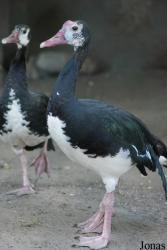 Miejski Ogród Zoologiczny we Wrocławiu