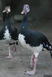 Miejski Ogród Zoologiczny we Wrocławiu