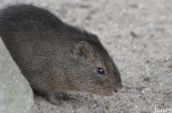 Cavia magna