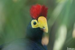 Jardin d'Oiseaux Tropicaux