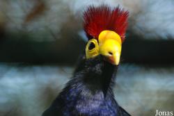 Jardin d'Oiseaux Tropicaux