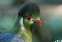 Jardin d'Oiseaux Tropicaux