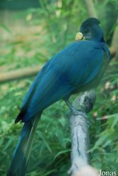 Jardin d'Oiseaux Tropicaux