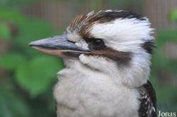 Coraciiformes