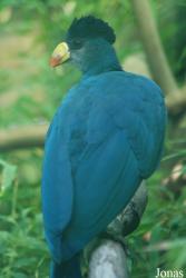 Jardin d'Oiseaux Tropicaux
