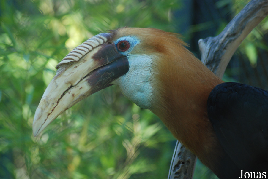 Jardin d'Oiseaux Tropicaux