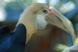Jardin d'Oiseaux Tropicaux