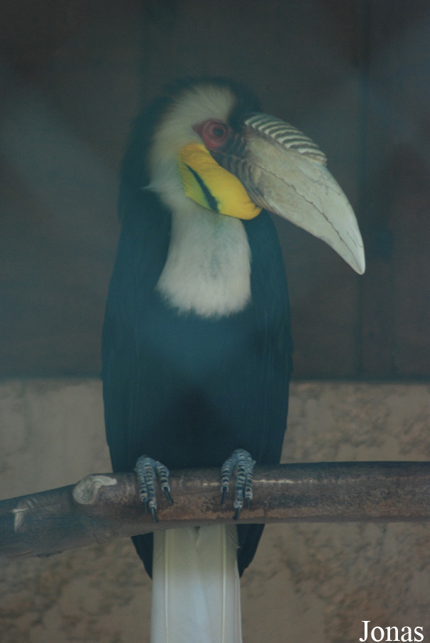 Jardin d'Oiseaux Tropicaux