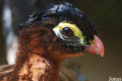 Jardin d'Oiseaux Tropicaux