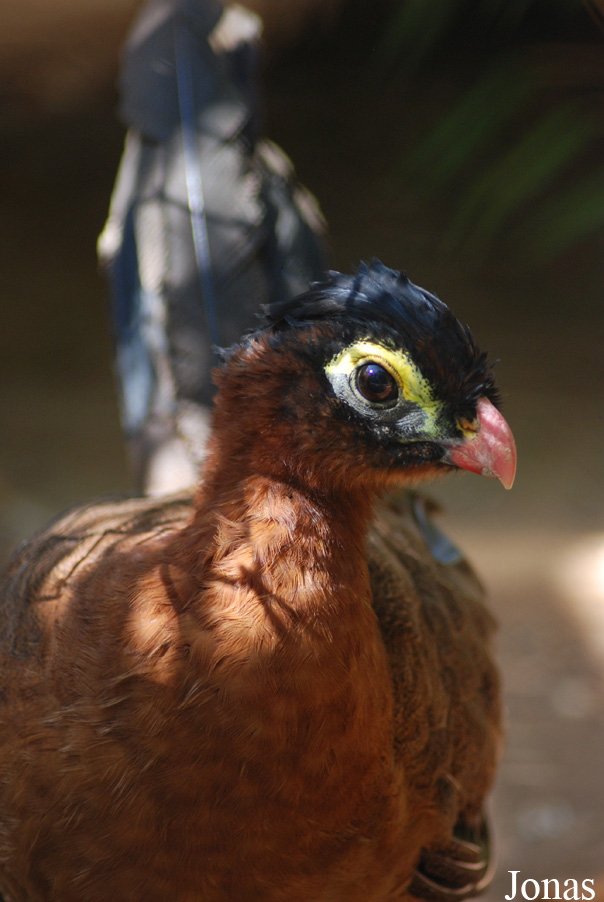 Jardin d'Oiseaux Tropicaux