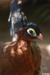 Jardin d'Oiseaux Tropicaux