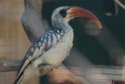 Jardin d'Oiseaux Tropicaux