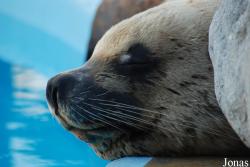 Marineland d'Antibes
