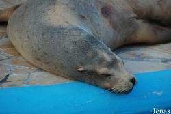 Marineland d'Antibes