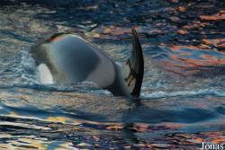 Marineland d'Antibes