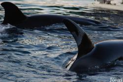 Orcinus orca