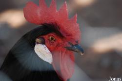 Poule Vorwerk