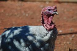 Dindon Bleu de Suède