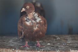Pigeon Cou nu de Roumanie