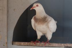Pigeon Texan