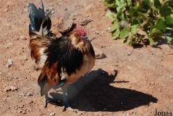 Poule Barbue d'Anvers
