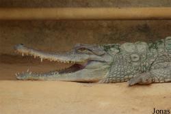La Ferme aux Crocodiles