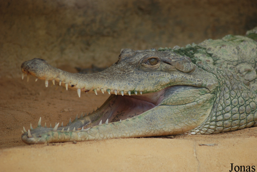 La Ferme aux Crocodiles