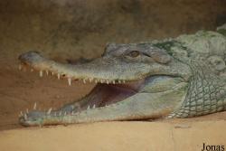 La Ferme aux Crocodiles