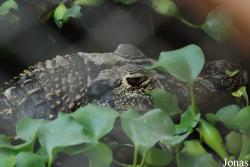 La Ferme aux Crocodiles