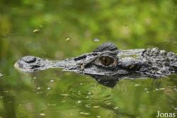 Melanosuchus niger