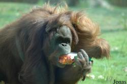 Zoo d'Amnéville