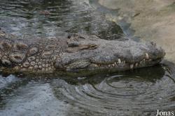 La Ferme aux Crocodiles