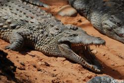 La Ferme aux Crocodiles