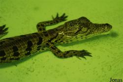 La Ferme aux Crocodiles