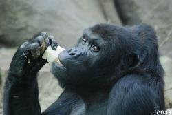 Zoo Antwerpen
