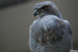 Zoo Antwerpen
