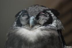 Zoo Antwerpen