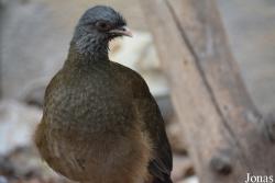 Ortalis canicollis