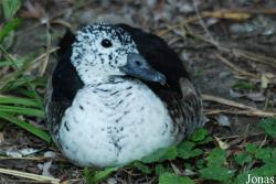 Dierenpark Planckendael