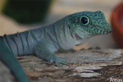 Gekkonidae