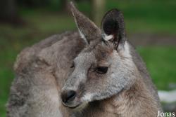 Macropus giganteus