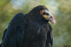 Cathartes burrovianus