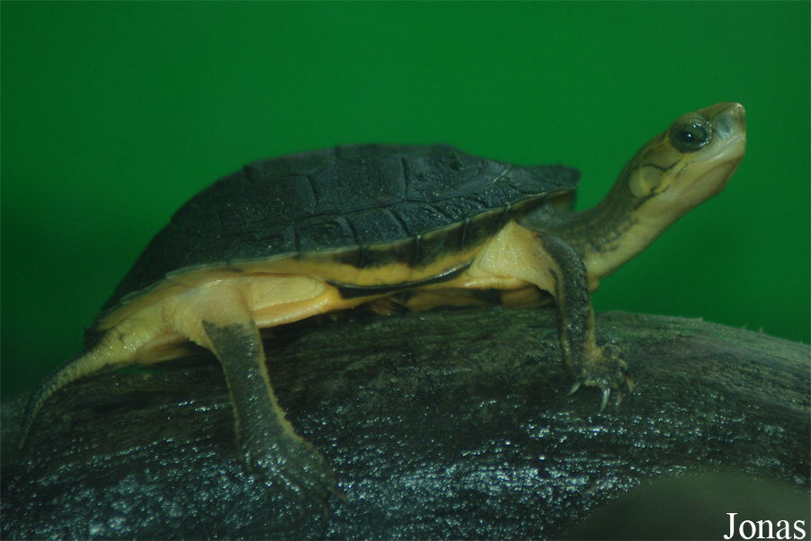 Allwetterzoo Münster