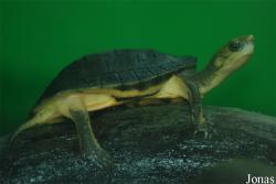 Cuora aurocapitata