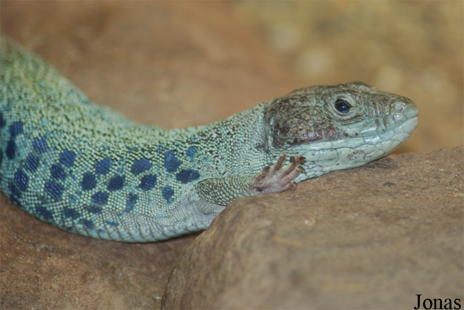 Allwetterzoo Münster