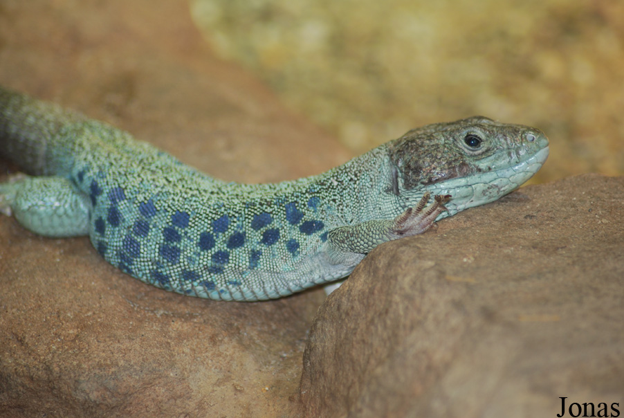 Allwetterzoo Münster