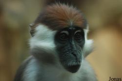 Cercocebus torquatus